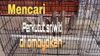 Download Cara Mencari Perkutut Sriwiti Di Ombyokan Video MP3 Cara Mencari Perkutut Sriwiti Di Ombyokan