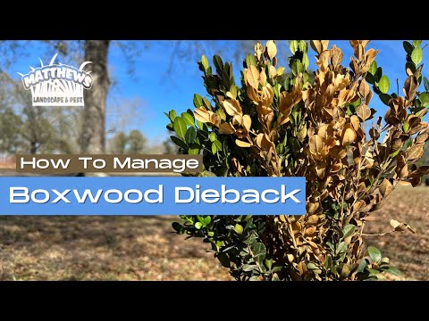 Video: Boxwoods minskningssymtom – tips för att hantera minskningen av buxbom i buskar