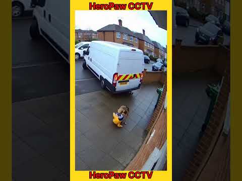 Dog dies after being left in hot car in Goat Island parking lot