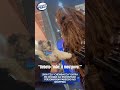 Shih-tzu “Chewbacca” entra em choque ao encontrar personagem parecido no shopping
