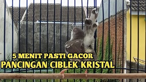 Masteran Prenjak Vs Ciblek Gacor dor Brem Rapat Tanpa Jeda