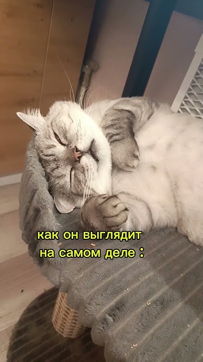 Что за Лев? этот тигр - YouTube