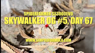 Spider Farmer Upgraded SE3000 EVO Grow Light Day 67 🪓 Skywalker OG #5 @simproformula4640