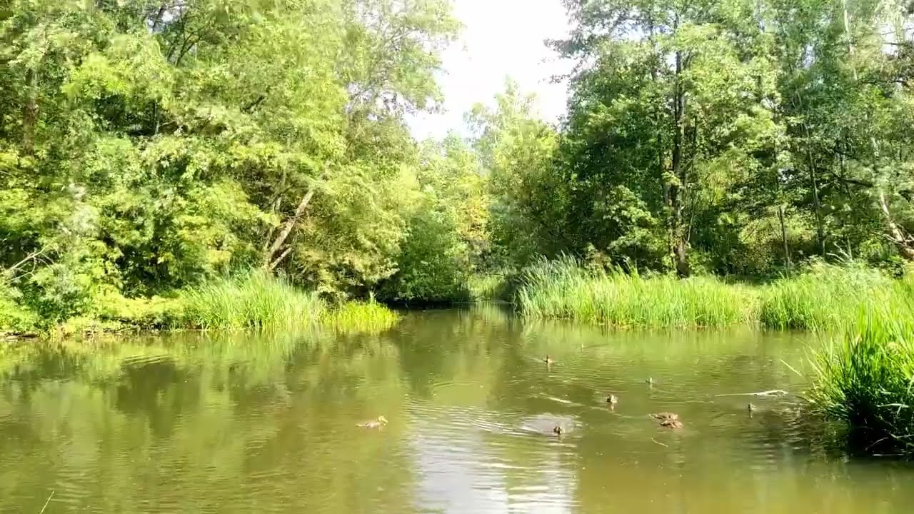 Умиротворяющий ручей и пение птиц в лесу, звуки природы для релаксации и медитации, ASMR