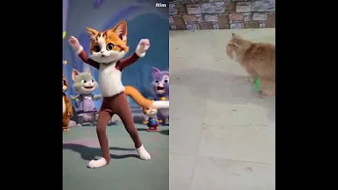 Video 11865091: cat meow kitten pets, kittens cat meow dancing, kitten meow pets animal, kitten meow love pets, pets meow cute kitten, kitten funny meow pets
