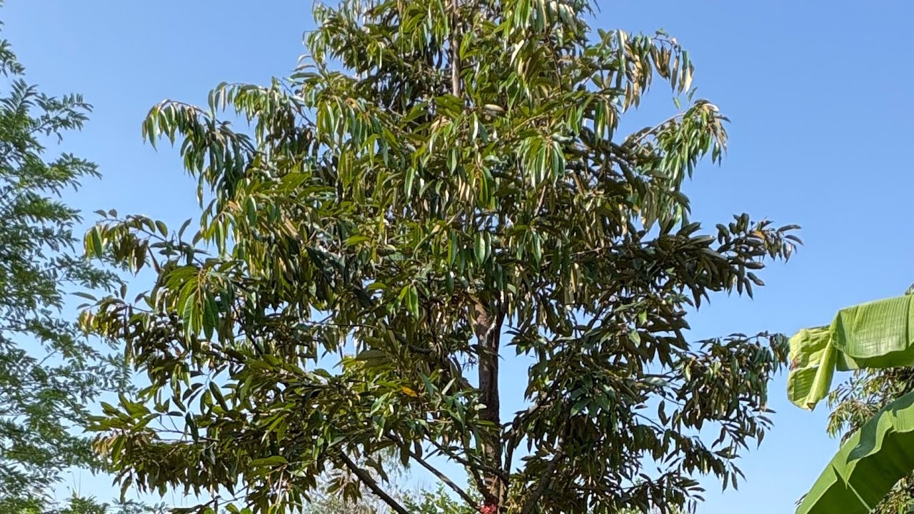 แวะดูทุเรียนออกดอกครั้งแรก หลังหายจากอาการเจ็บป่วย