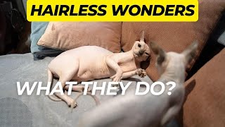 Hairless Wonders by Royal Animals 👑 634 views 1 year ago 3 minutes, 5 seconds