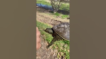 Softshell turtle BITES HAND!