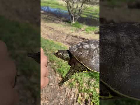 Video: Kuzey Harita Kaplumbağası