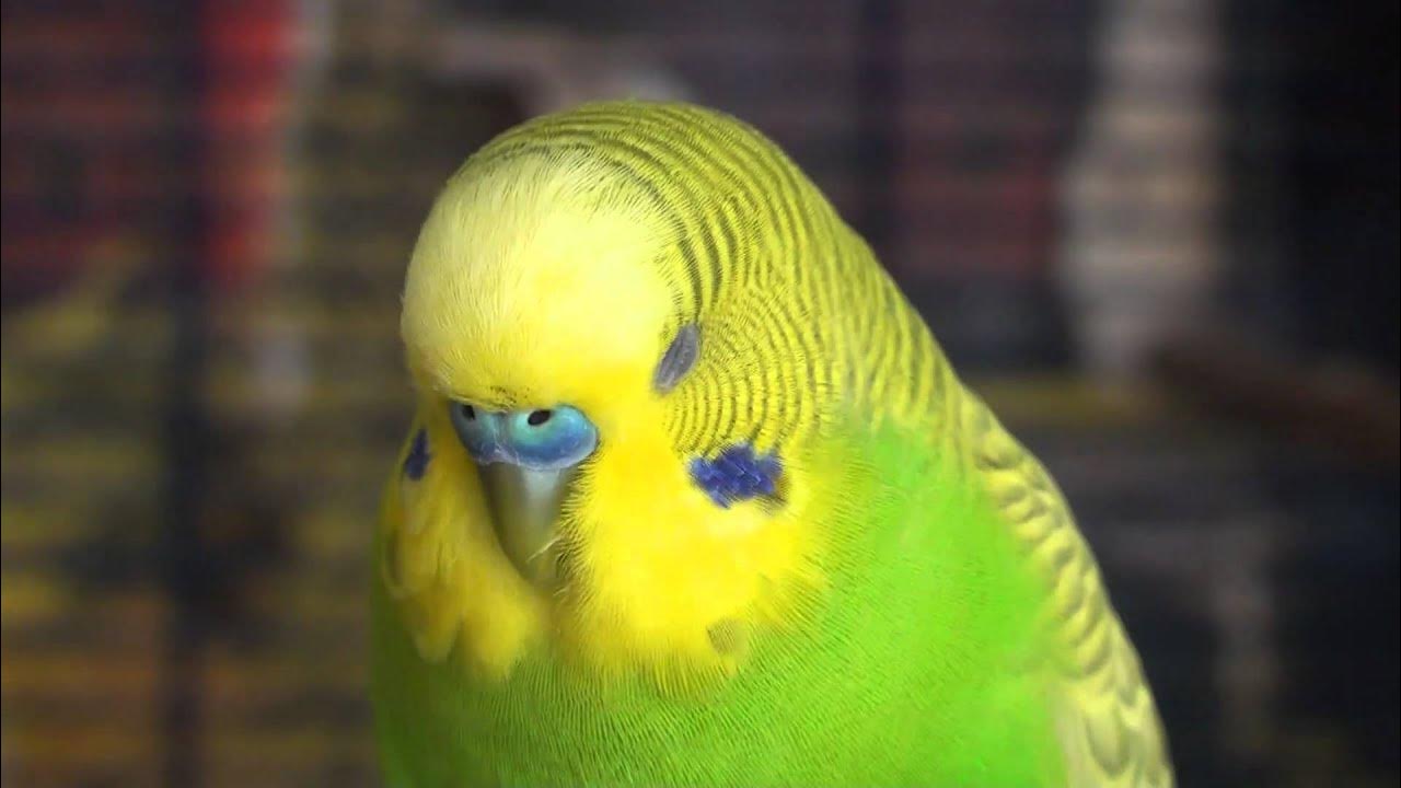 Пинто волнистый попугай. Волнистого попугайчика чешут. Почему попугай все. Ощипанный волнистый попугай. Как узнать болеет ли волнистый попугай.