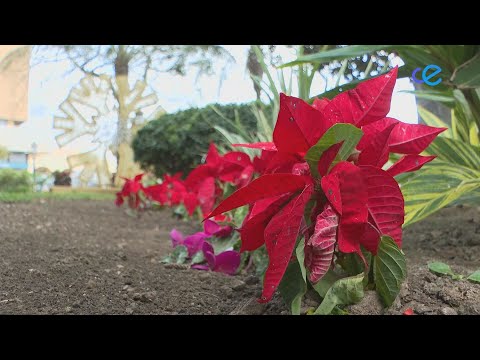 Los pascueros adornan la ciudad como símbolo navideño