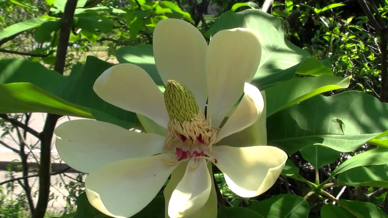 朴 の 花 俳句 朴 の 花 俳句