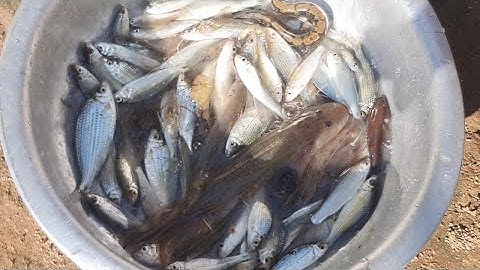 Hai anh em ra sông Tiền đại chiến với 3 cái lú mà cá ăn không hết () 3 fish can not eat all