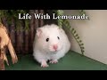 Life With Lemonade 🐹 (2022 - 2024)