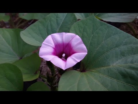 신경자 사랑아 울지마라