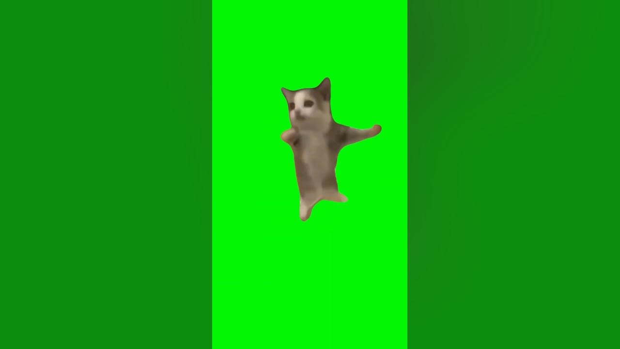 Happy Happy Cat but Social Media ringtones - YouTube