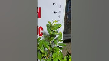 Mận hồng mst sóc trăng thuần chậu cho hoa #manhongmst #shorts #short #manhongsoctrang #vusuamica