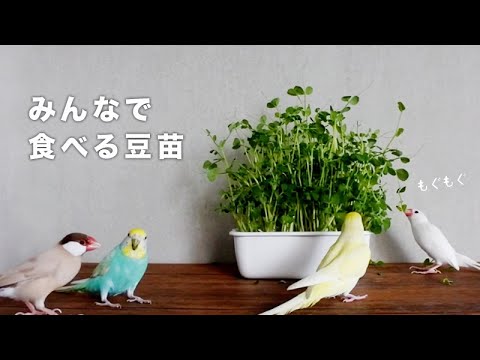 ケンカする文鳥とインコ  