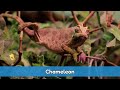 Can you name this animal? Ep07 🦎