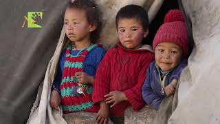 Pashmina and Wool Harvesting in Changthang.