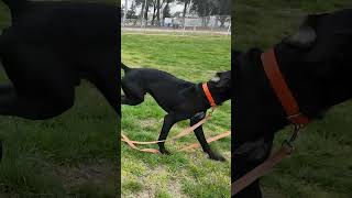 Rare Black German Shorthaired Pointer  #germanshorthairedpointer