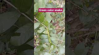 Green color snake in our garden!  Ahaetulla nasuta, or the Sri Lankan green vine snake.