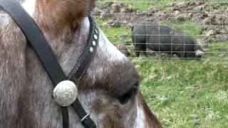 Horse meeting pigs