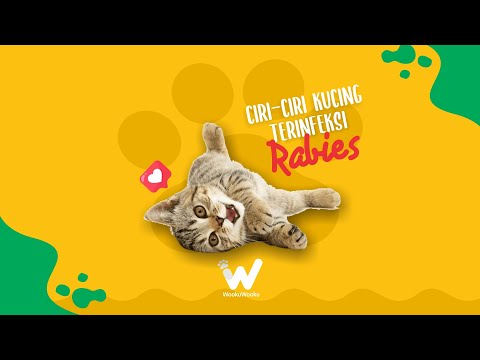 Video: Gejala Rabies Pada Kucing