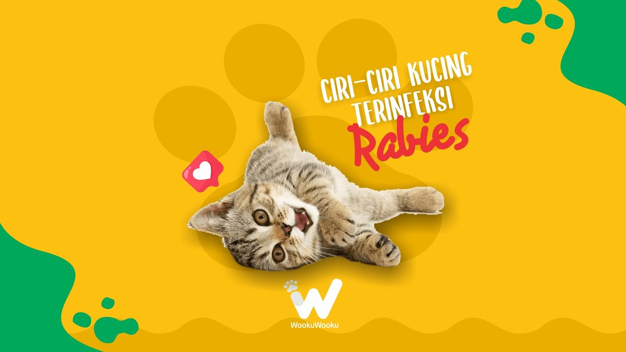 Rabies Pada Kucing  Kucing 2021