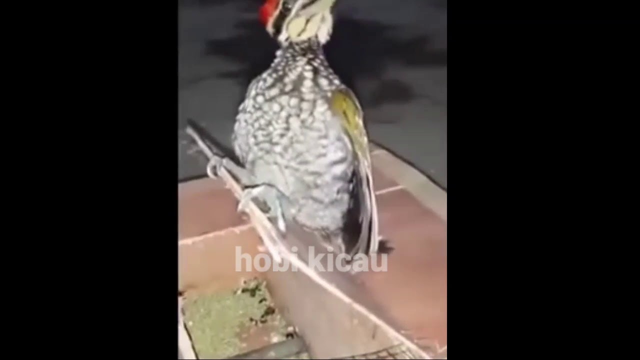 BURUNG. RIO RIO VS PELATUK. GACOR,, MASTERIN PAKE INI COBA 
