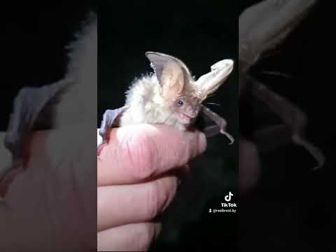 Летучие мыши в Брестской крепости