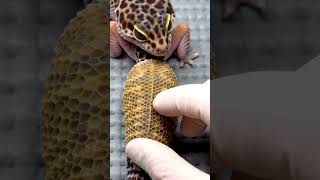 ASMR: Black Knight Gecko Tail Shed! SO Satisfying! 🦎