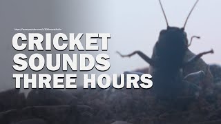 Cricket Sounds | Background Noise | 3 Hour No Loop