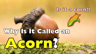 Why Is It Called an Acorn? (It’s Not What You Think)