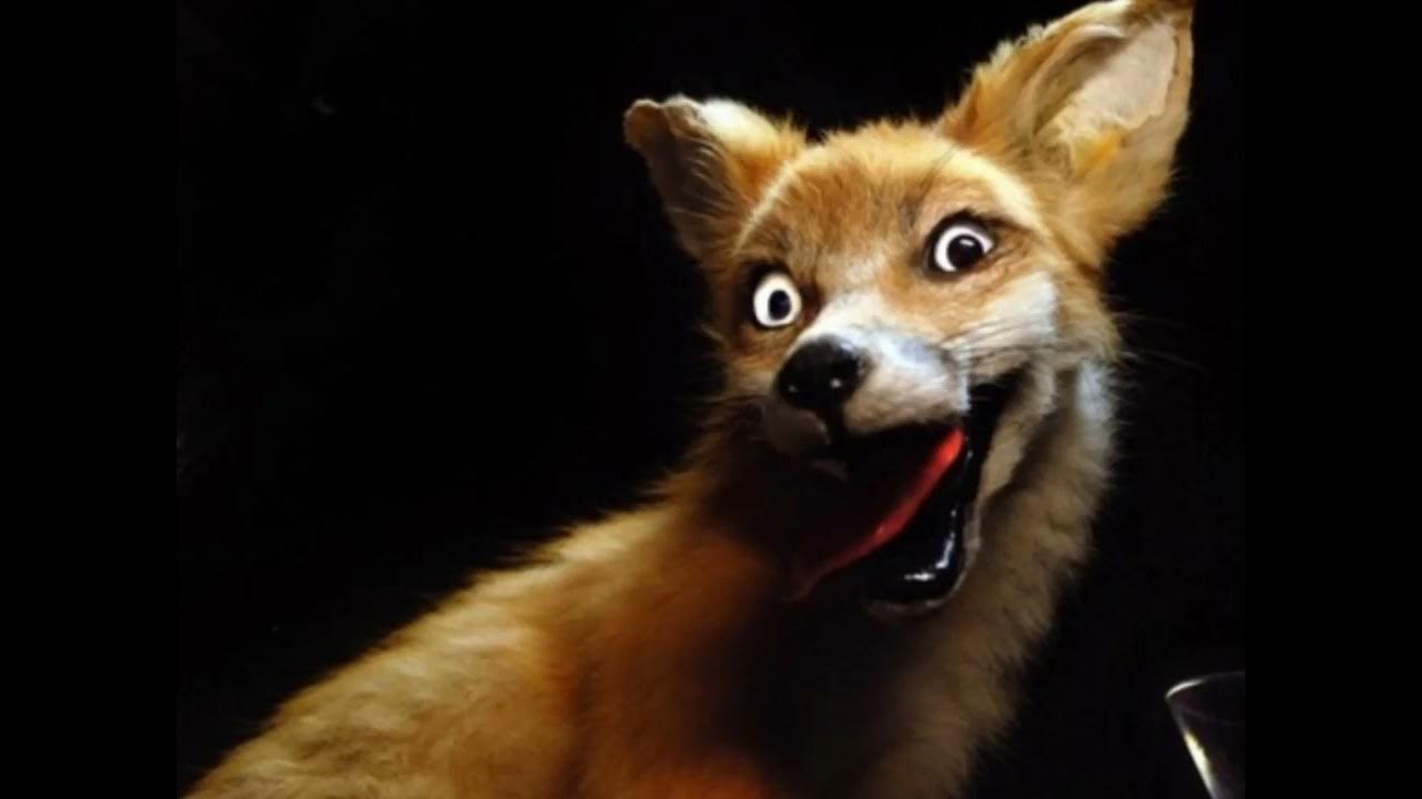 Pin on Foxes