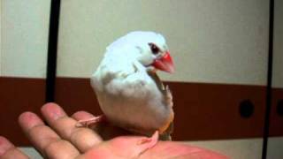 DSCF6583.AVI