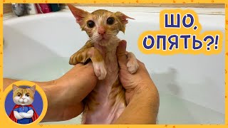 Кажется спасённый котёнок Марсик выздоравливает! Дополнительный вид лечения