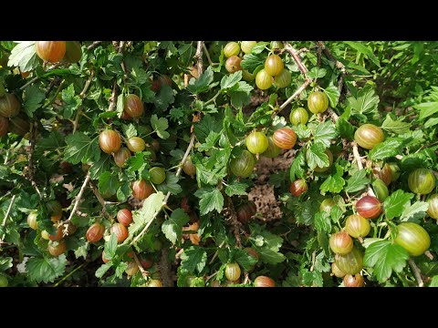 Video: Gooseberry (Ribes Uva-crispa). Varieti Yang Menjanjikan, Teknologi Pembiakan Gooseberry