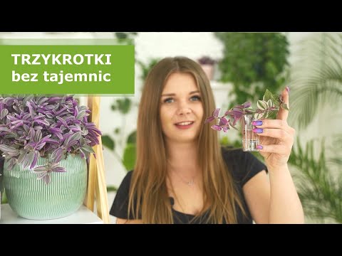 Wideo: Czy kwitnie zebrina tradescantia?