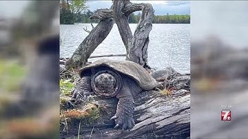 Massive snapping #turtle spotted near #Mercer