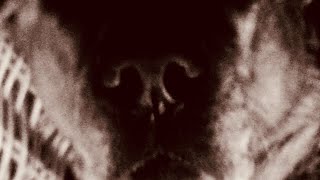 Dog 3Am Is Scarier At Night???