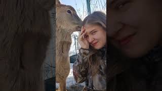 Абьюз От Оленя 😭 #Angry #Deer