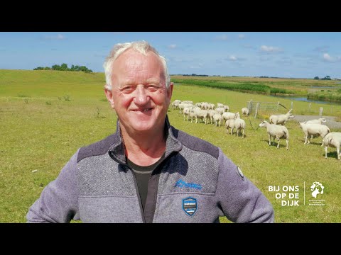 Video: Lopen romanov-schapen?