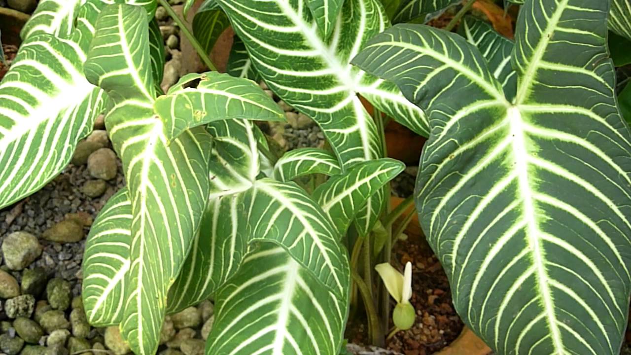 Beautiful leafy plant - Caladium lindenii 'Magnificum' - YouTube