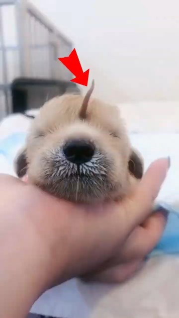 This Puppy Was Born with a Tail on Her Head ❤️🐶