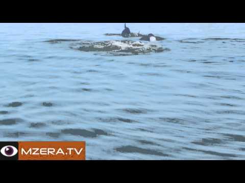 დელფინები შავ ზღვაში