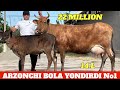 ARZONCHI BOLA YONDIRDI 3.BOSHLI SUTDOR CHEMPION SIGIRLAR 22.MILLION XAYRON QOLDIM