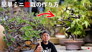 初心者でもできる！金華山ガマズミでミニ盆栽を作ろう【盆栽Q】