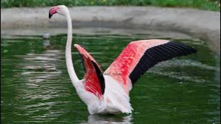 Suara Burung Flamingo Untuk Anak Anak