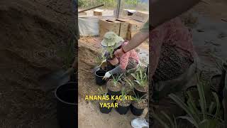Ananas Fi̇dani Nasil Di̇ki̇li̇r 05323640075 Im I Meyvesi I